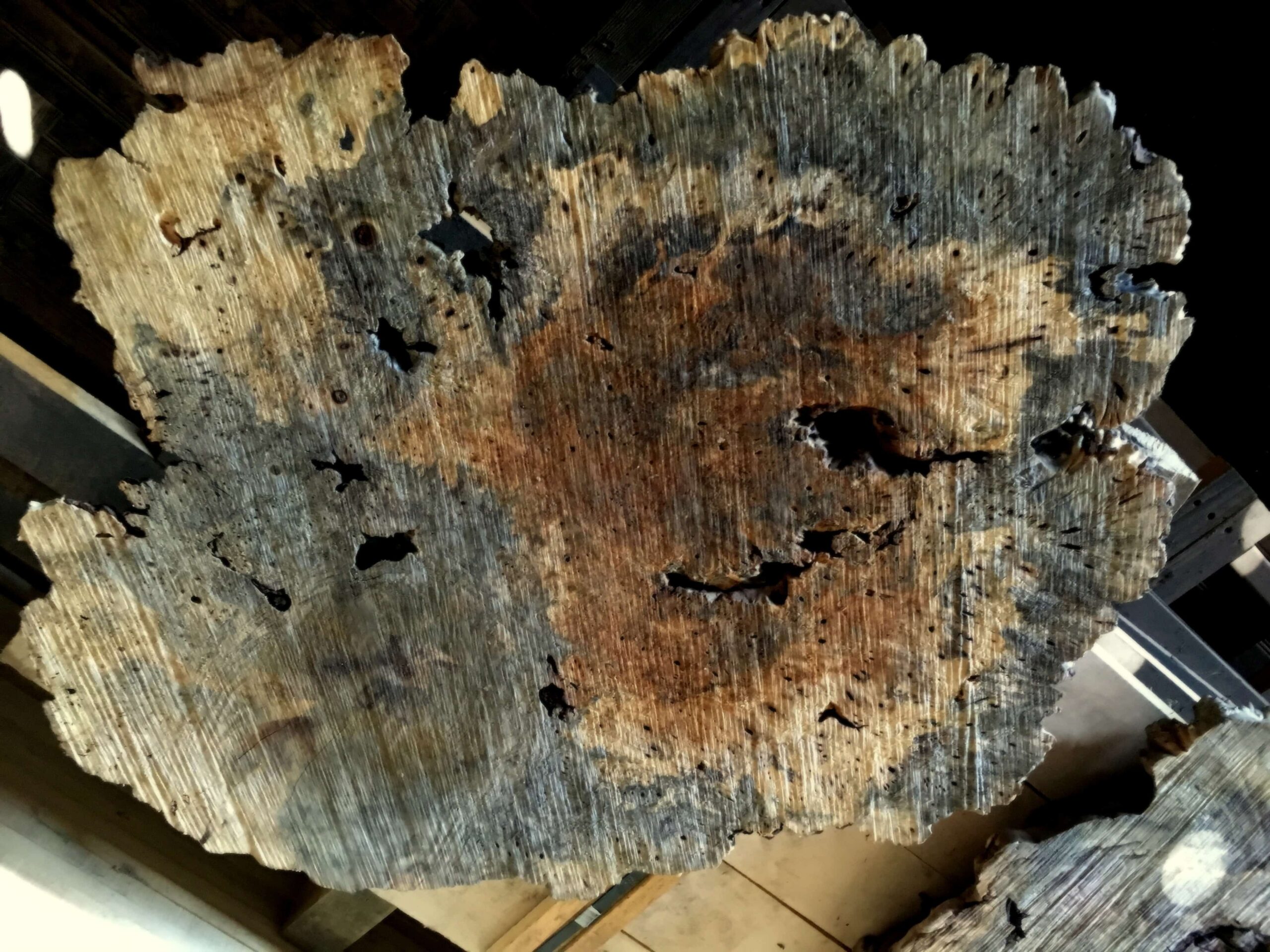 Buckeye Burl Slab Commercial Forest Products