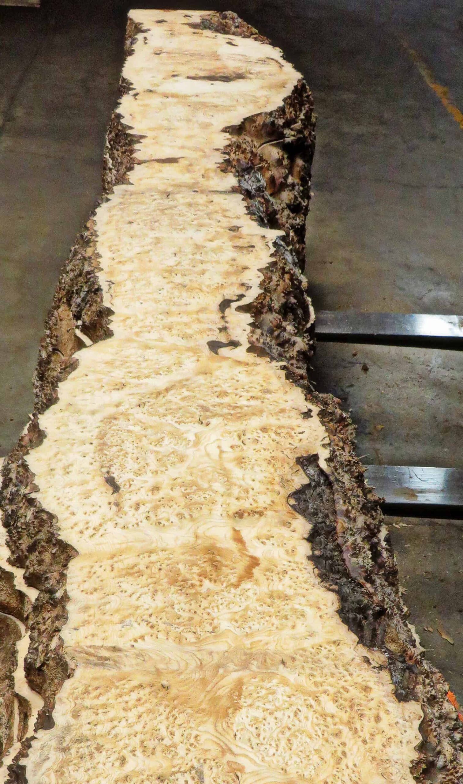 Ash Burl Slab Commercial Forest Products