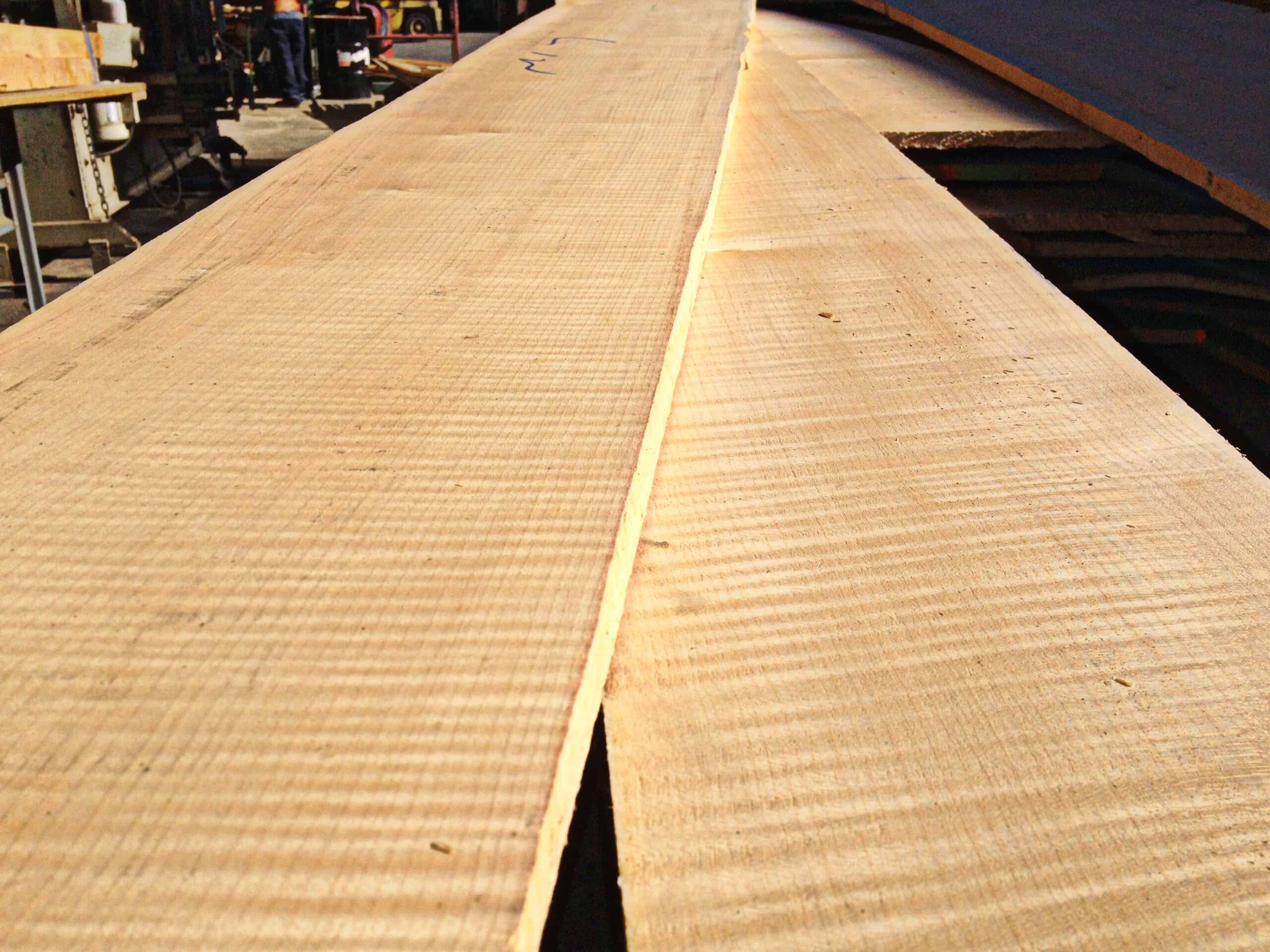 Quarter sawn European Maple Commercial Forest Products European Maple Flamed Curly Quartersawn