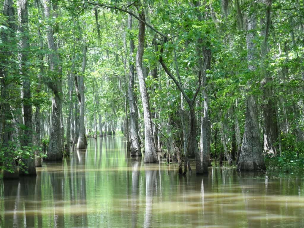 Louisiana Swamp Ash Producing Region
