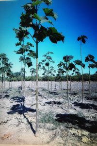 Paulownia tree plantation in Europe