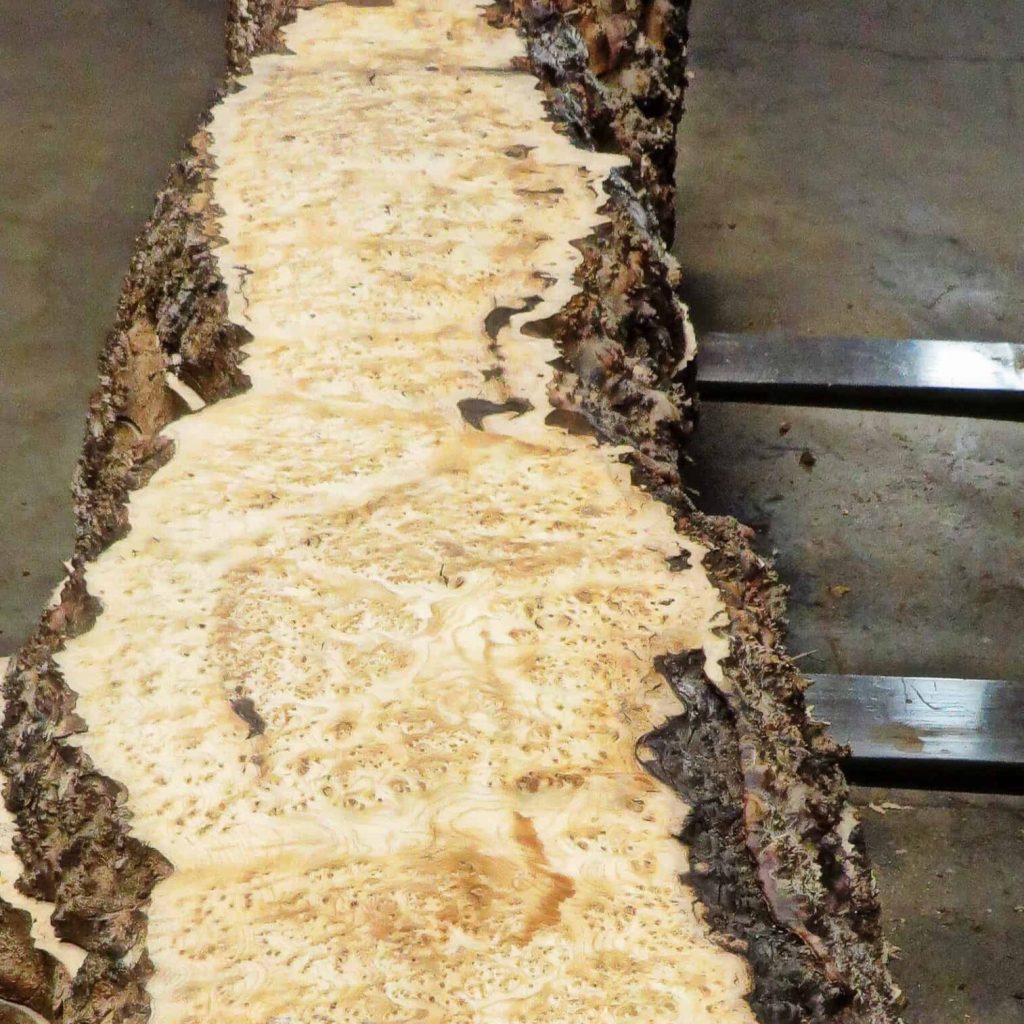 Ash Burl Slab Commercial Forest Products